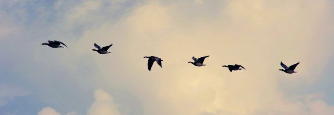 migratory birds flying in the sky