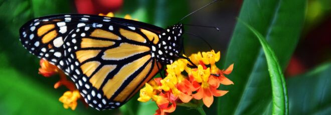 monarch butterfly on orange and yellow flower