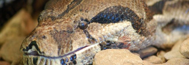 A close-up of a snake's face.