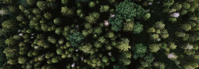 aerial view of a forest