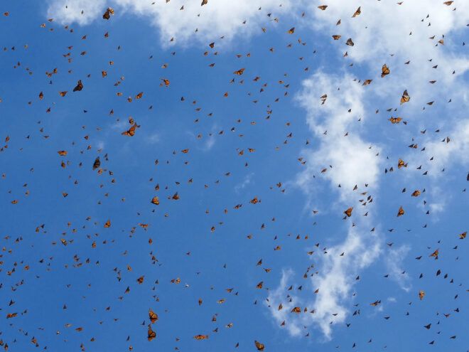 blue sky filled with butterflies