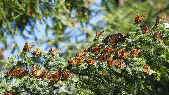 swarm of monarch butterflies on a tree