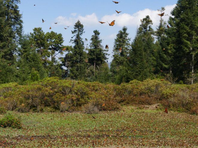 forest covered in monarch butterflies
