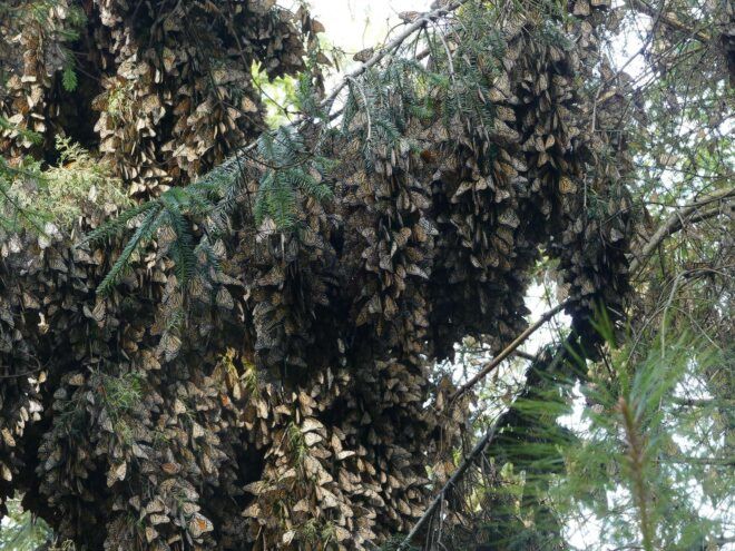 clumps of monarch butterflies in a tree