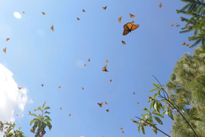 butterflies flying against blue skies