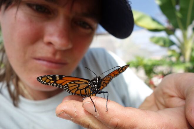 monarch butterfly resting on Dykman's hand