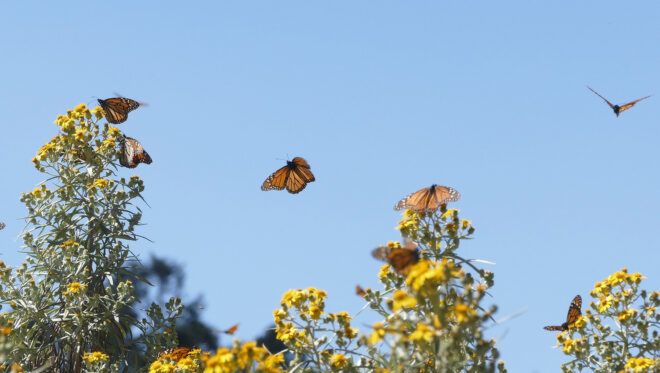 monarch butterflies on yellow flowers