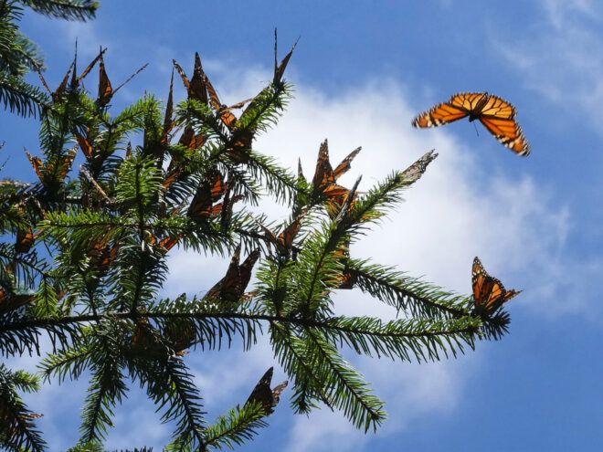 monarch butterflies flying around an evergreen tree