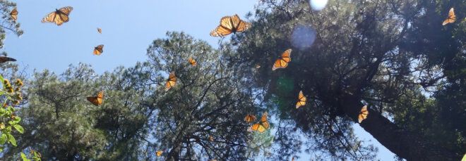 monarch butterflies flying around trees in a forest