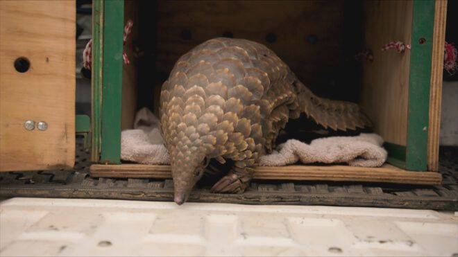 Pangolin in protective shelter