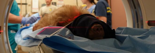 bear being scanned at hospital