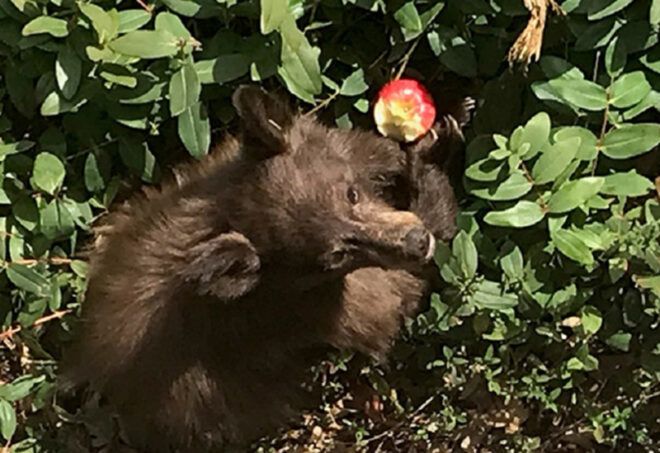 bear eating apple in someone's backyard