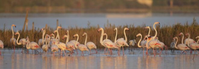 flamingos in wetland