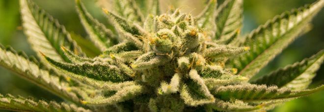 A close-up of a marijuana flower.