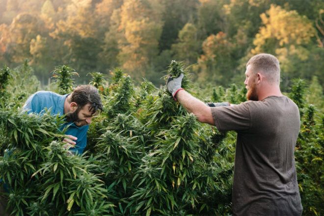 Two people farming marijuana outdoors.