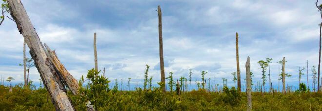 barren forest along Atlantic Coast