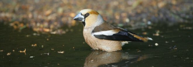 hawfinch in a pond