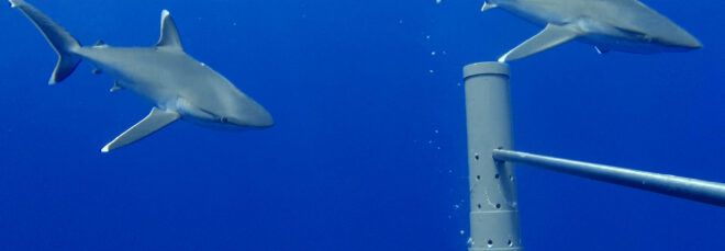 sharks swimming past underwater cameras