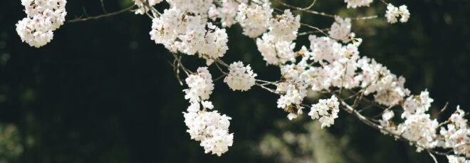 sakura tree blooming