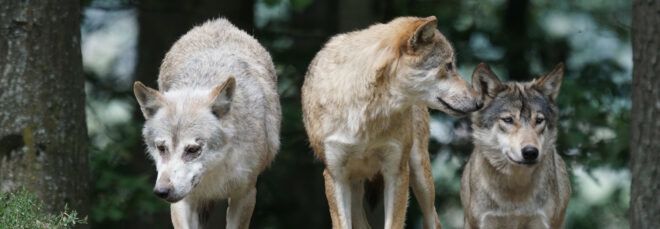 gray wolves in a forest