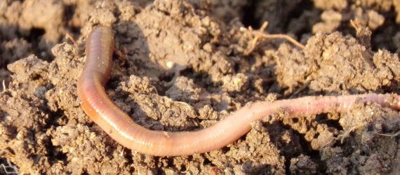 earthworm in dry soil
