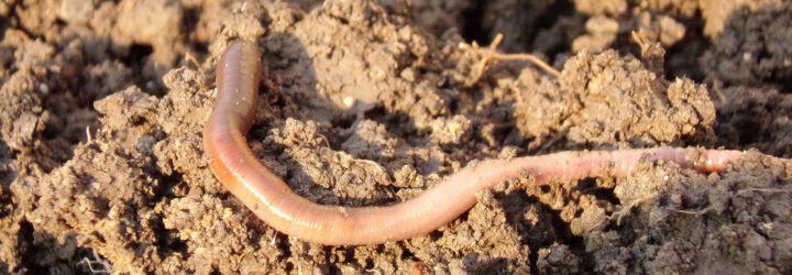earthworm in dry soil