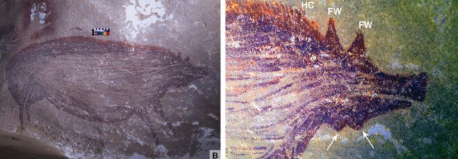 Two cave paintings of a pig: a whole body image on the left, and a close-up of the head on the right.