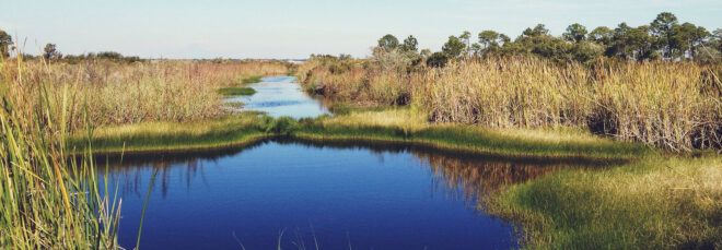 wetlands and tall grasses in Florida