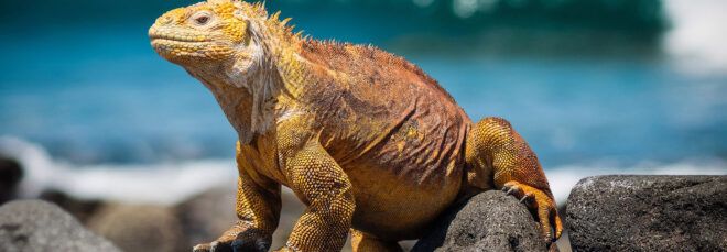 A yellow iguana sitting on rocks in front of the ocean.