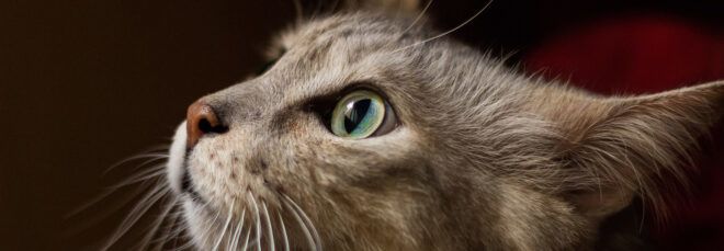 A close-up of a gray cat's face.