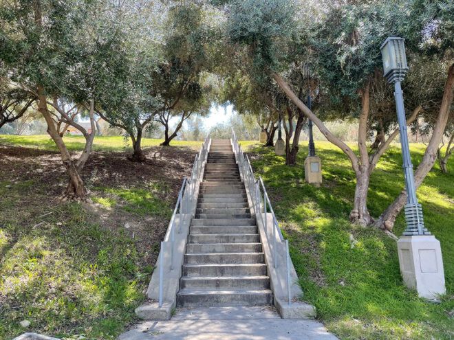 staircase through olive grove