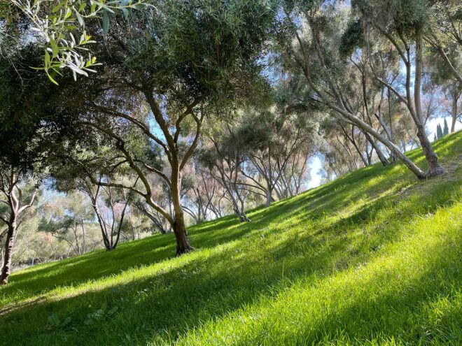 olive grove full of trees in 2021
