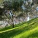olive grove full of trees in 2021