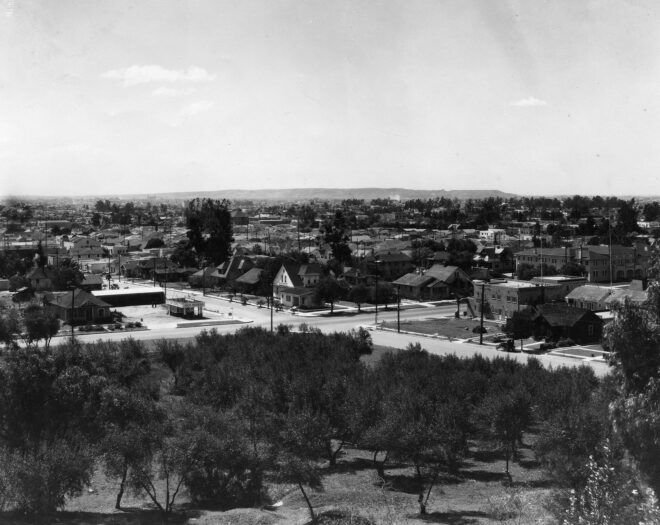 black and white photo of olive grove in 1924