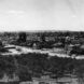 black and white photo of olive grove in 1924