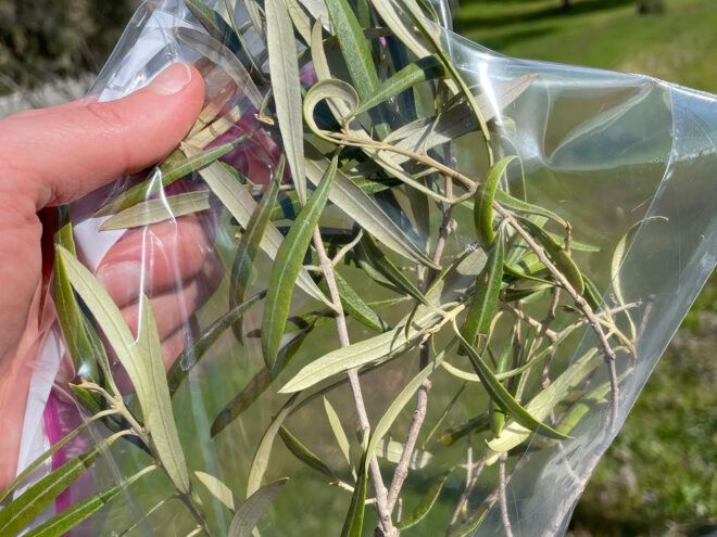 olive stem sample