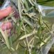 olive stem sample