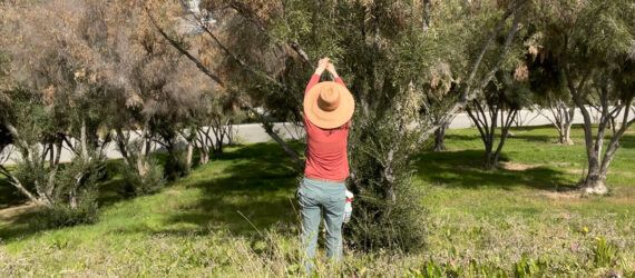 person assessing olive trees