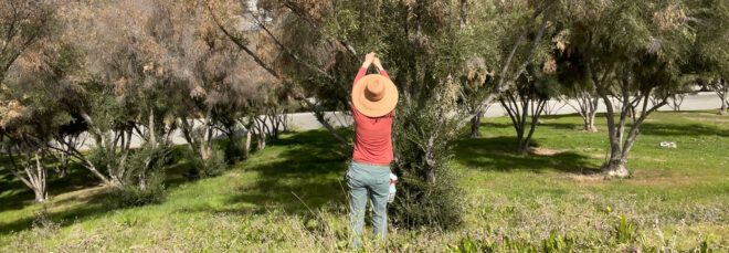 person assessing olive trees
