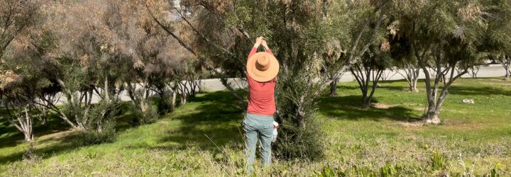 person assessing olive trees