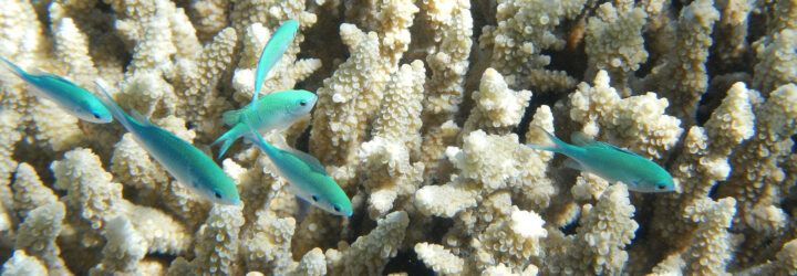 bleached coral reef with blue fish swimming above it