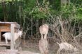 Three goats wandering around an enclosed area.
