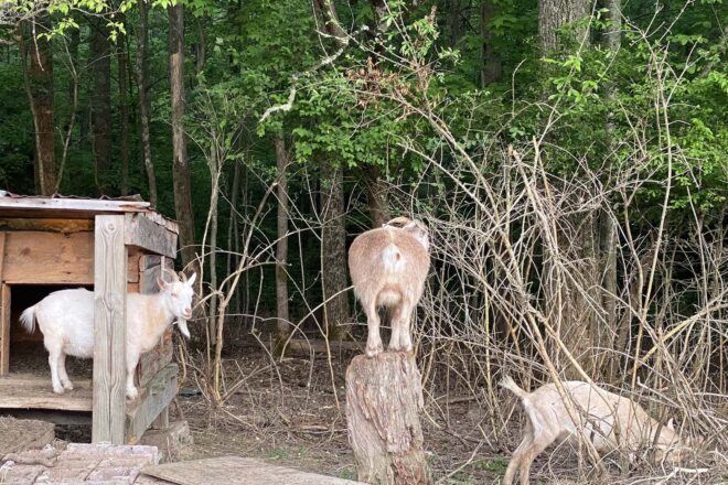 Three goats wandering around an enclosed area.