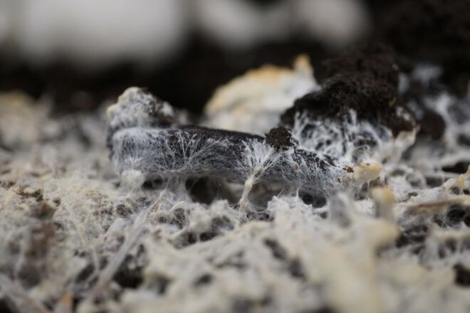 fungi eating dead material