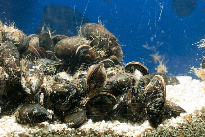 oysters sticking together underwater
