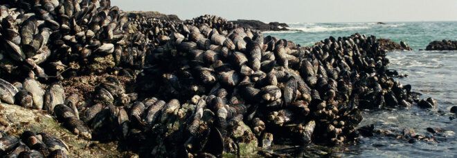 pile of mussels near beach
