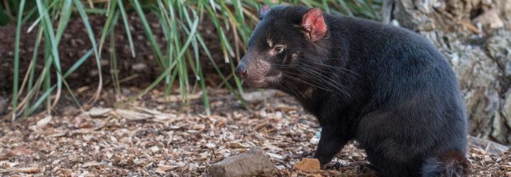 Tasmanian Devil sitting on ground