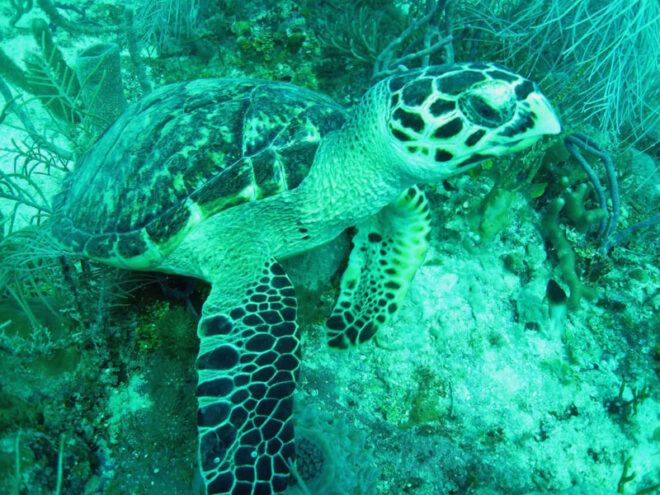 small sea turtle on ocean floor
