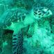 small sea turtle on ocean floor