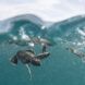 baby sea turtles swimming in ocean